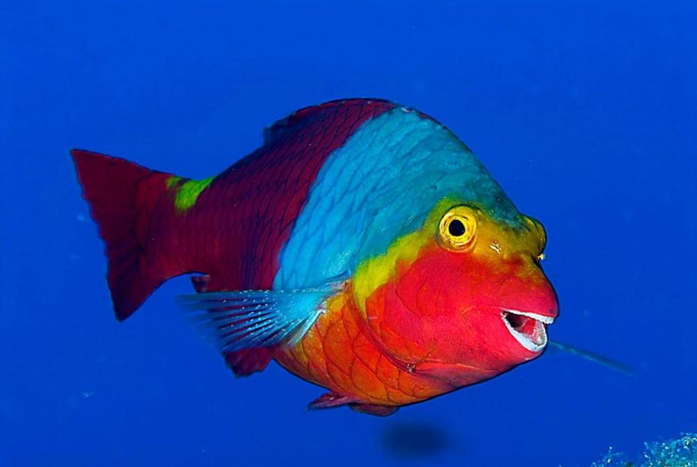 Acquario Dei Fralle Οριστάνο Εξωτερικό φωτογραφία